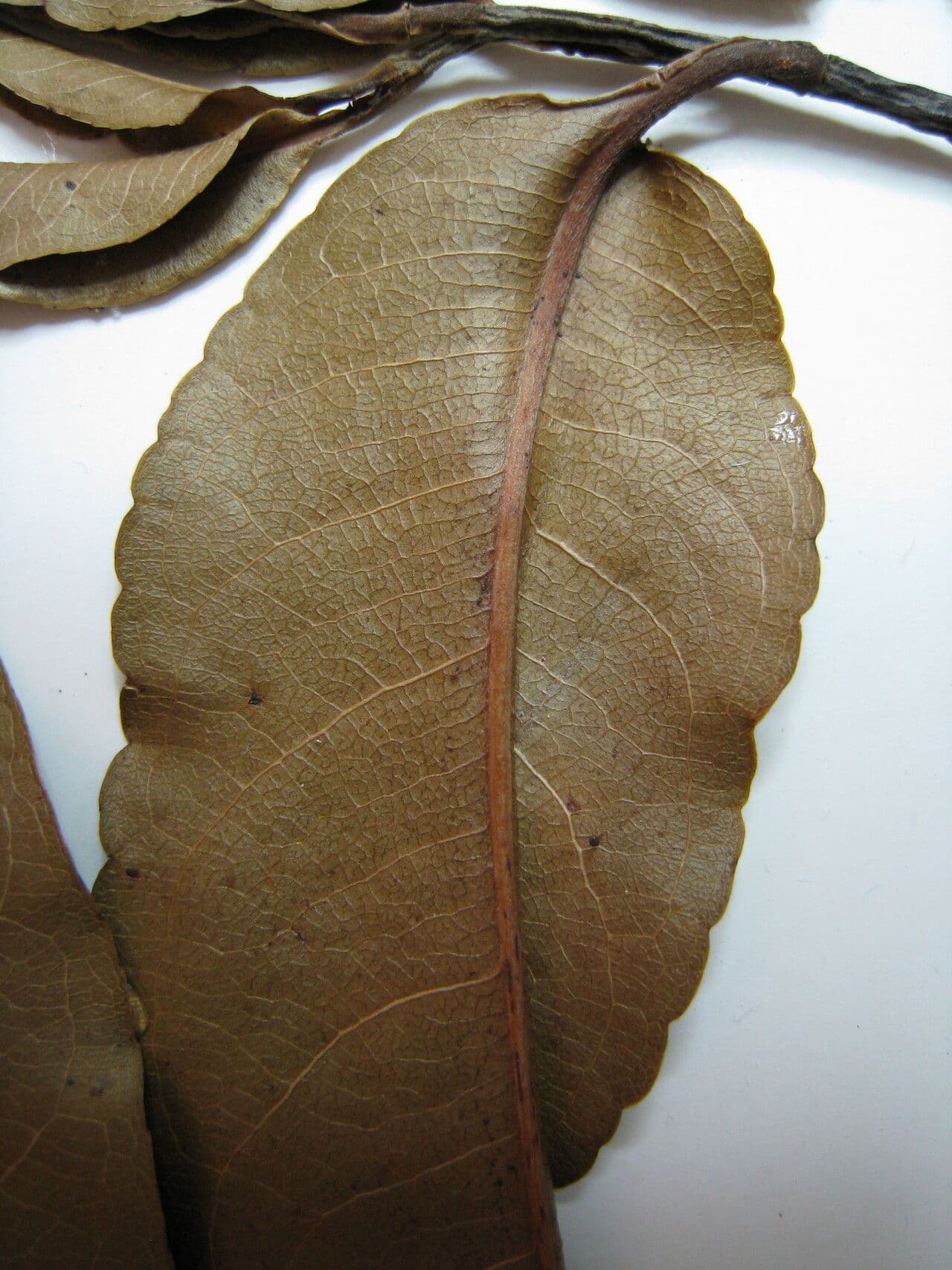 Lecythis cartacea 4