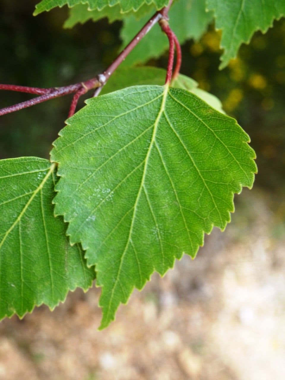 Betulla bianca 19