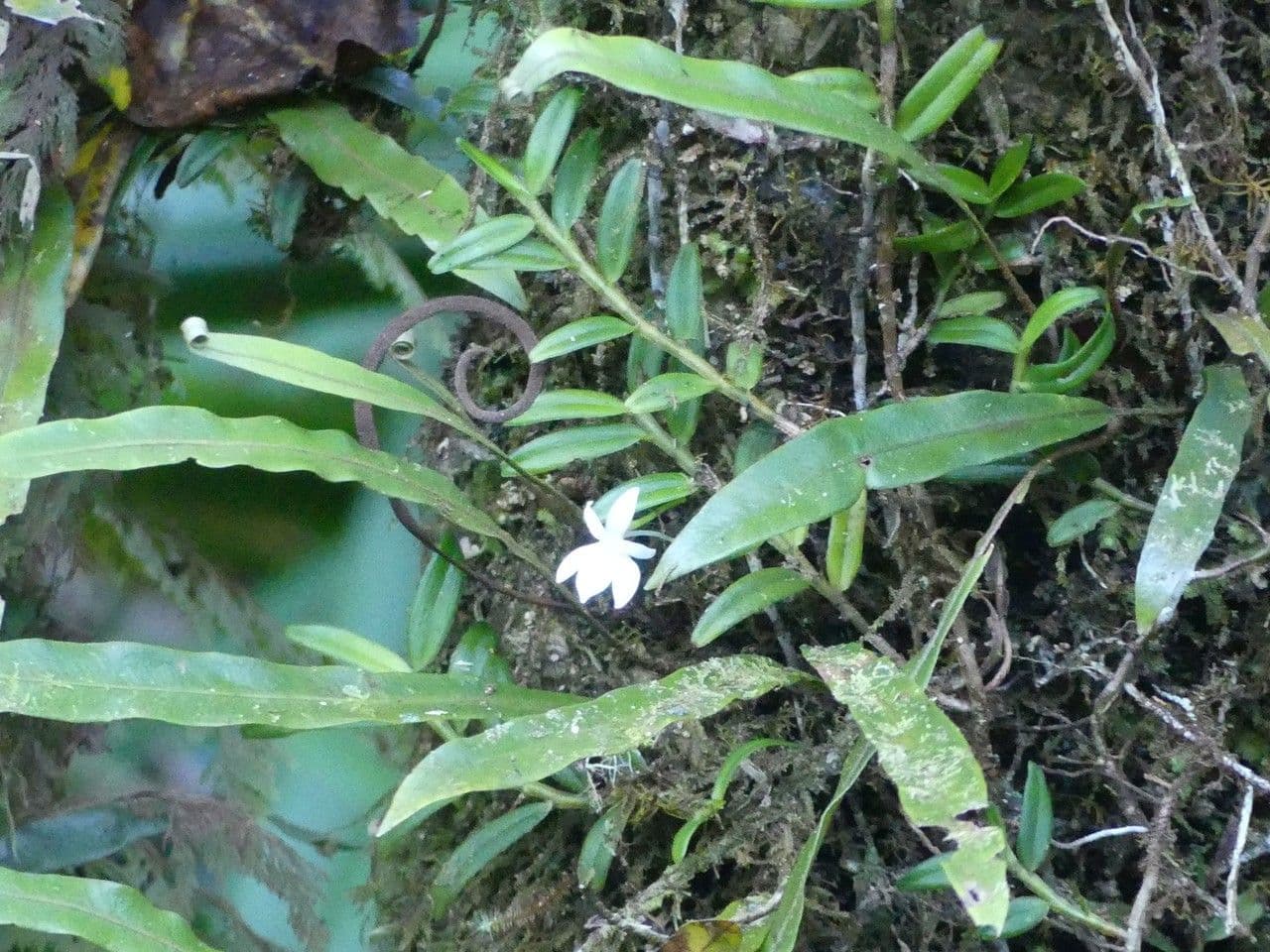 Angraecum 7