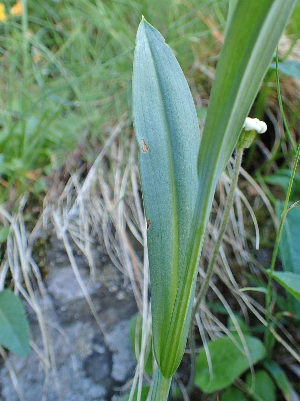 Kugelorchis 14