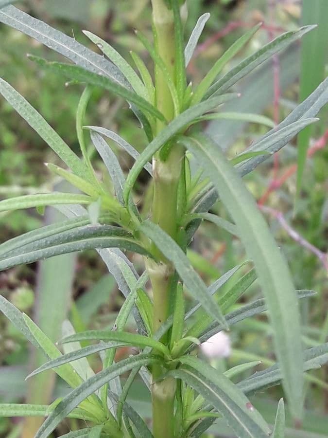 Pectis allungata 10