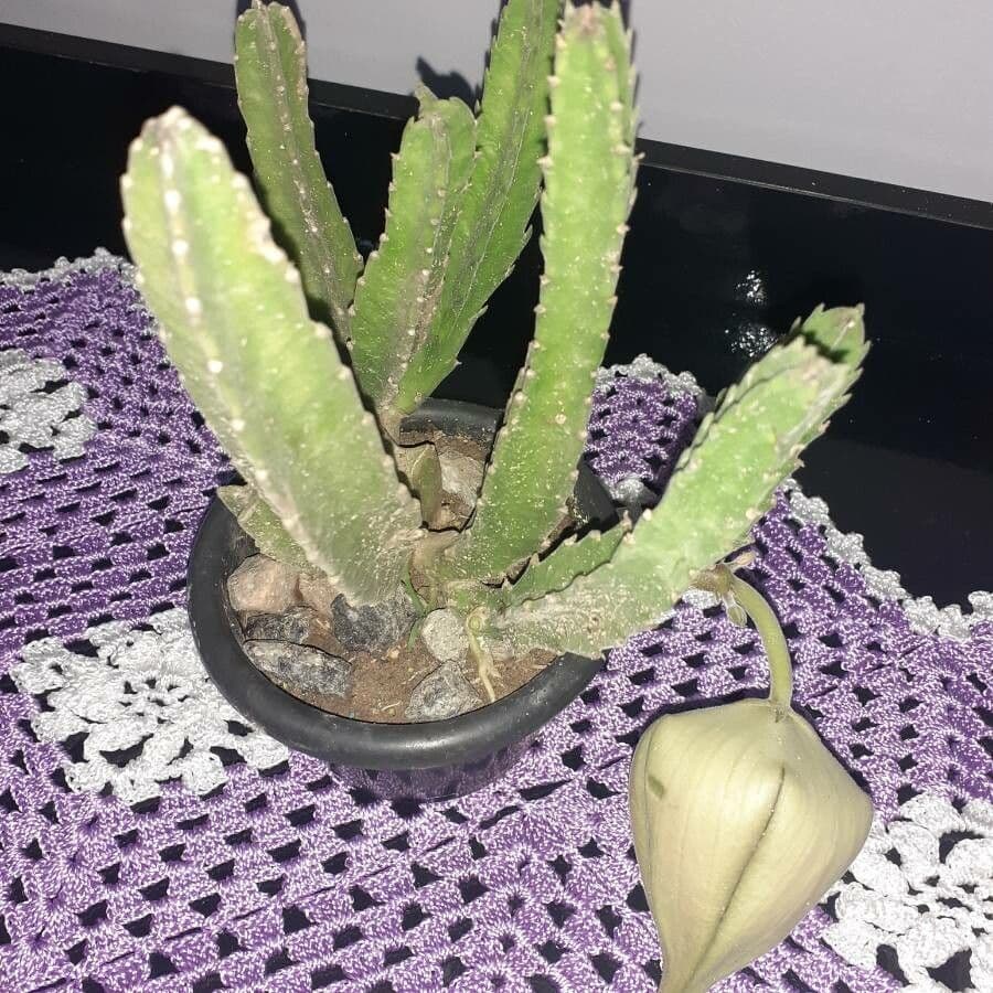 Stapelia