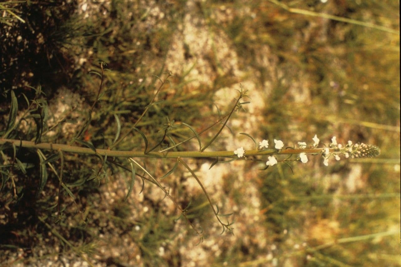 Sairocarpus 3