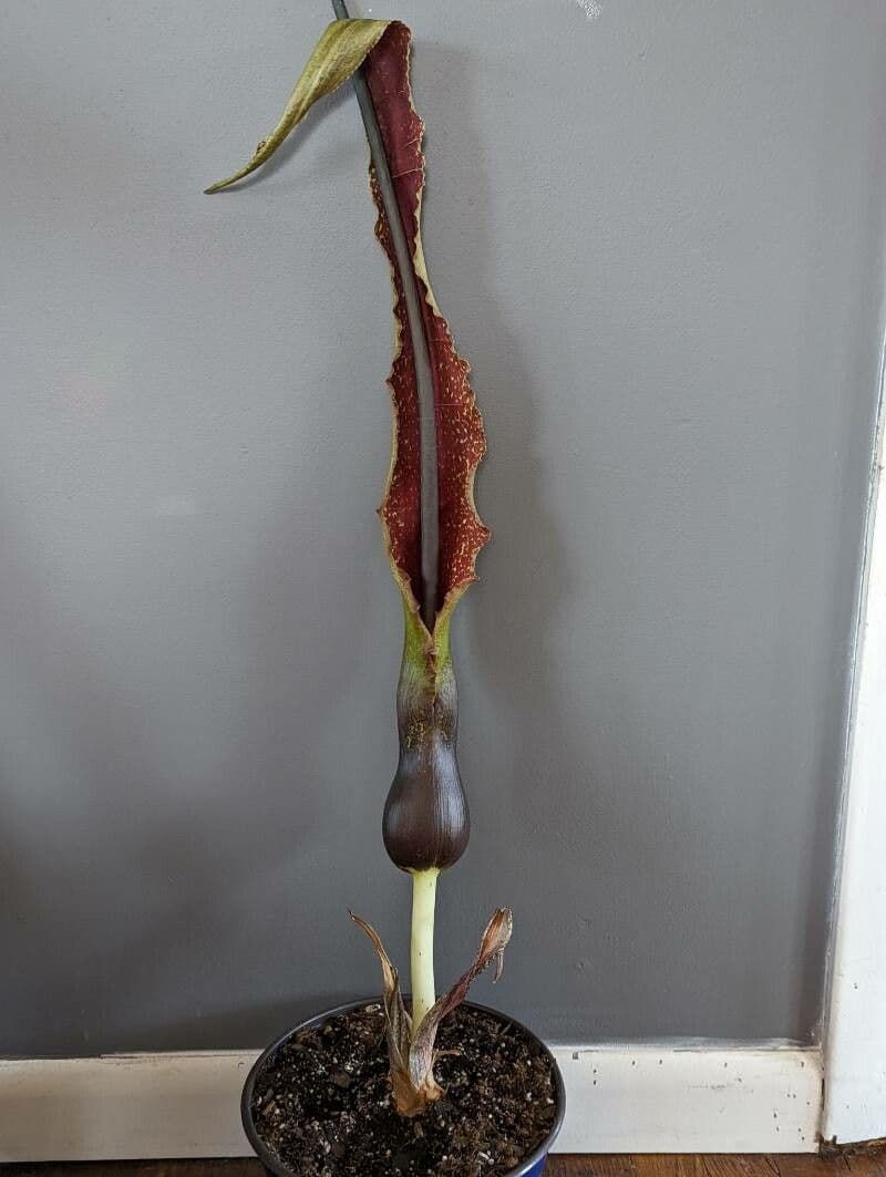 Sauromatum 4