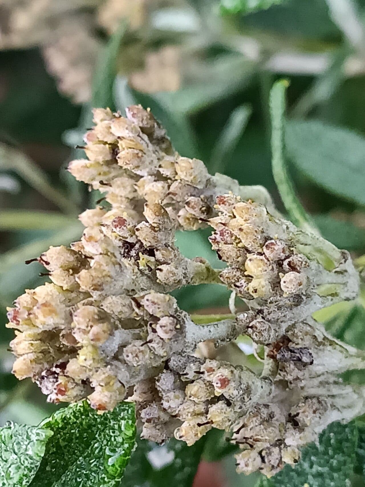 Buddleja 3