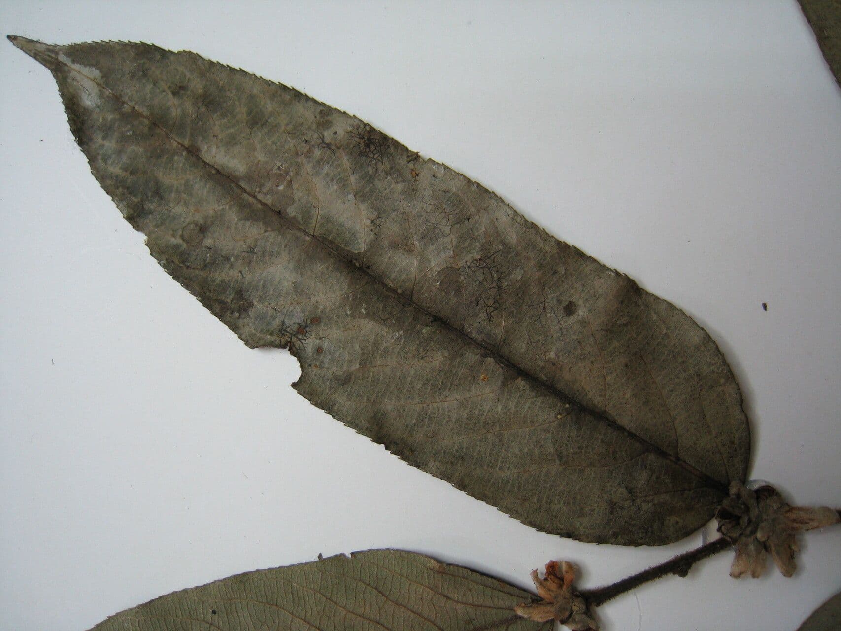 Casearia grandiflora 5