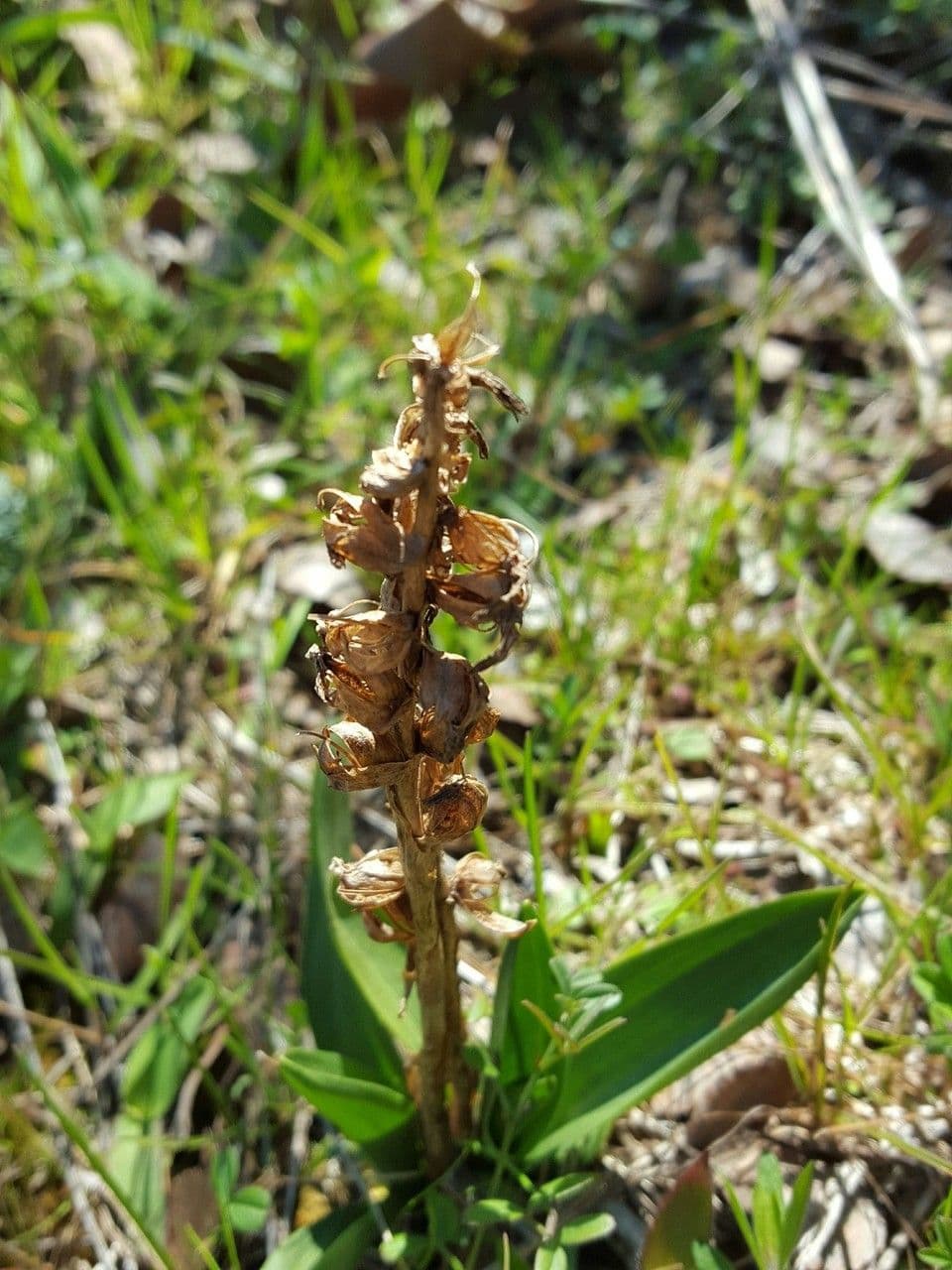 Spiranthes cernua 9