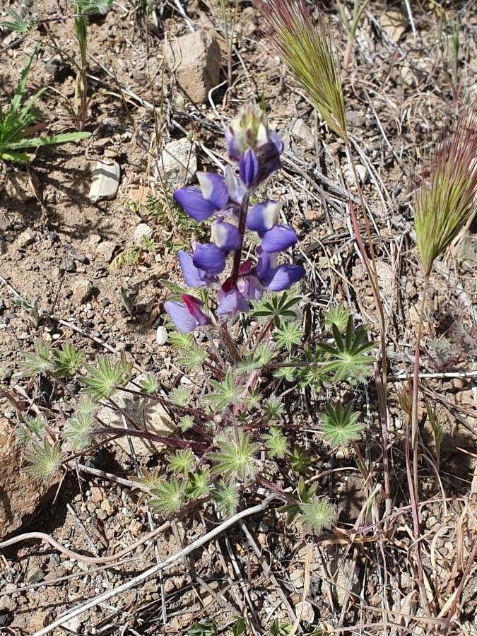 Schau-Lupine