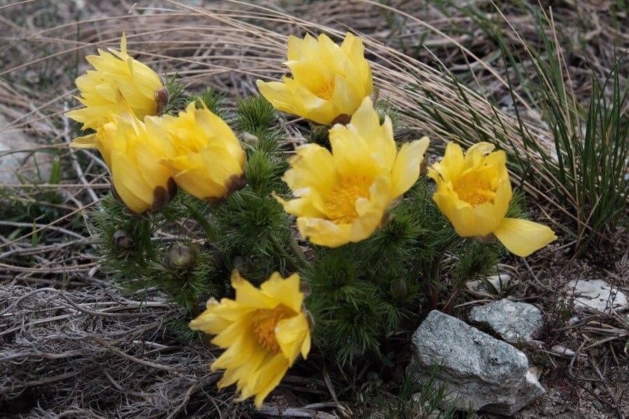 Adonide primaverile 7