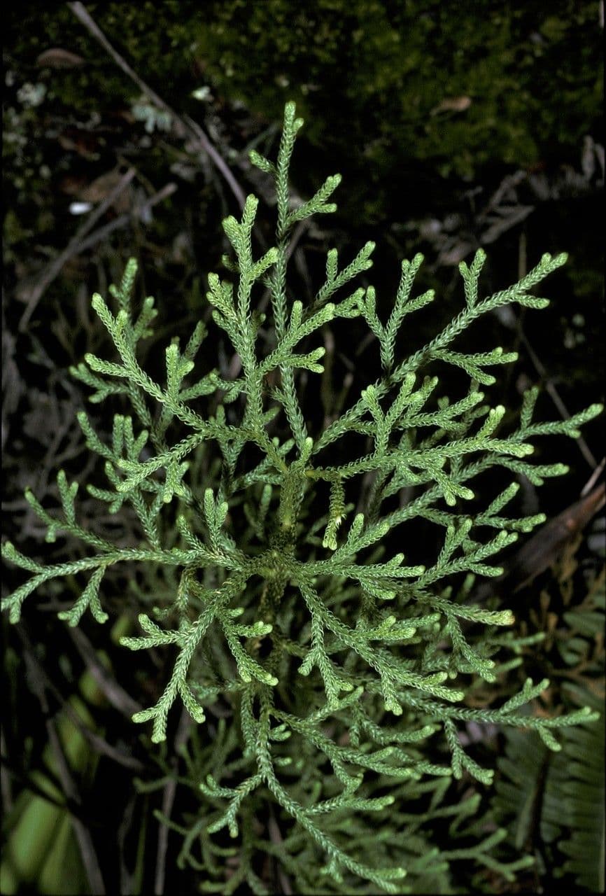 Lycopodiella cernua 15