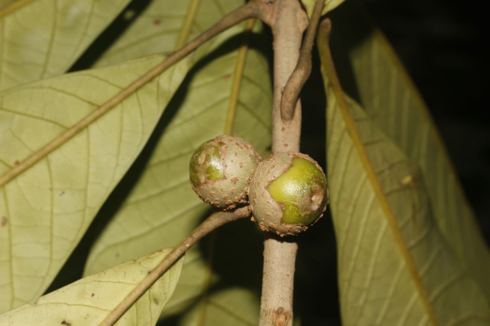 Aegiphila 3
