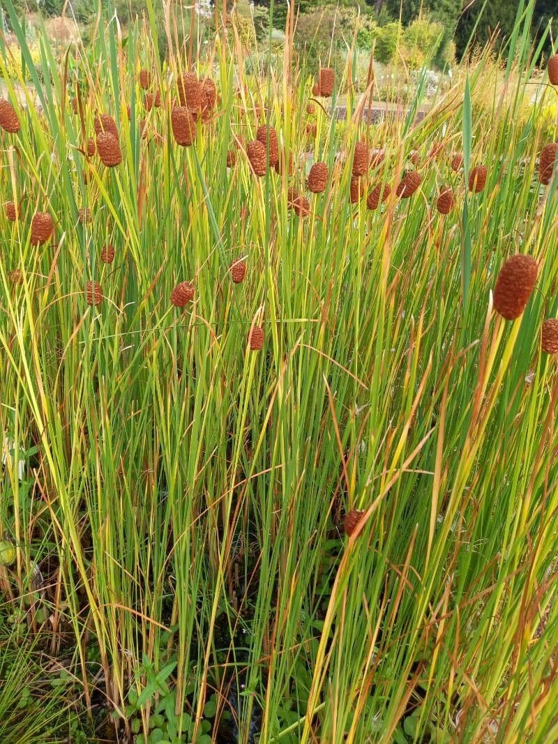 Typha laxmannii 8