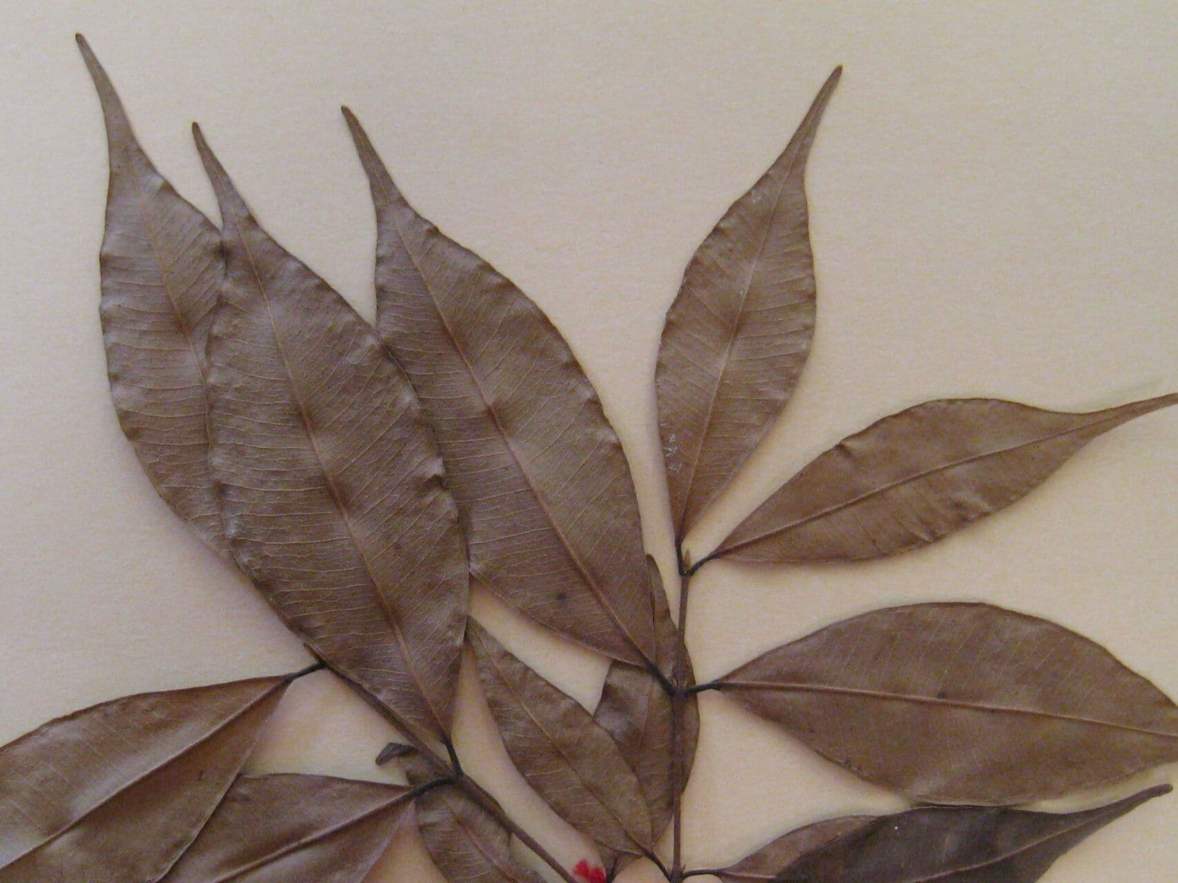 Glänzende Myrcia 24