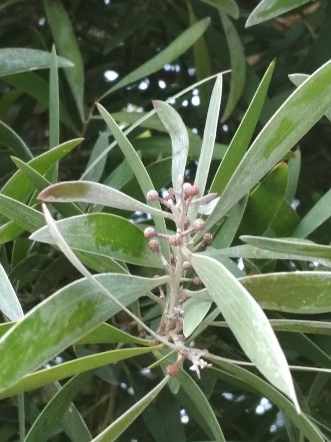 Acacia nera 8