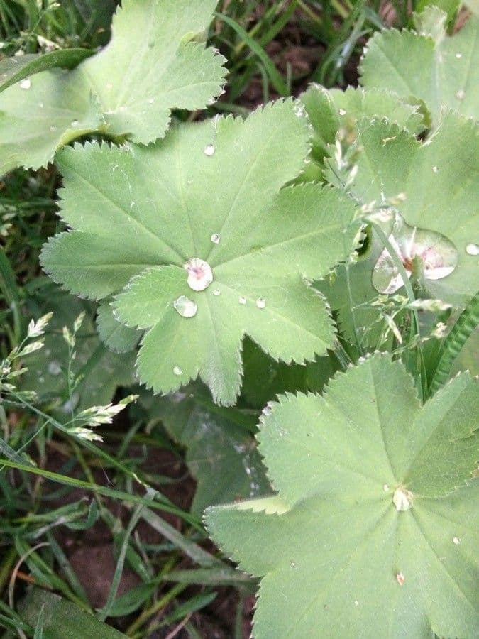 Alchemilla comune 14