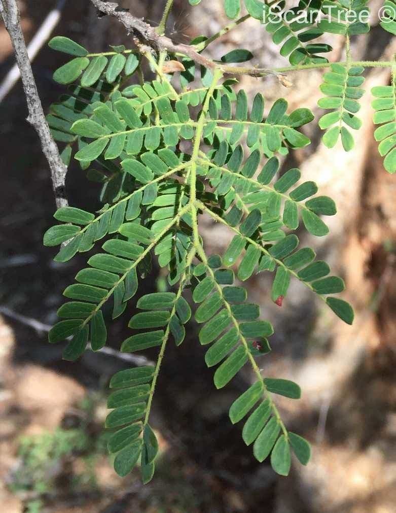 Albizia 12