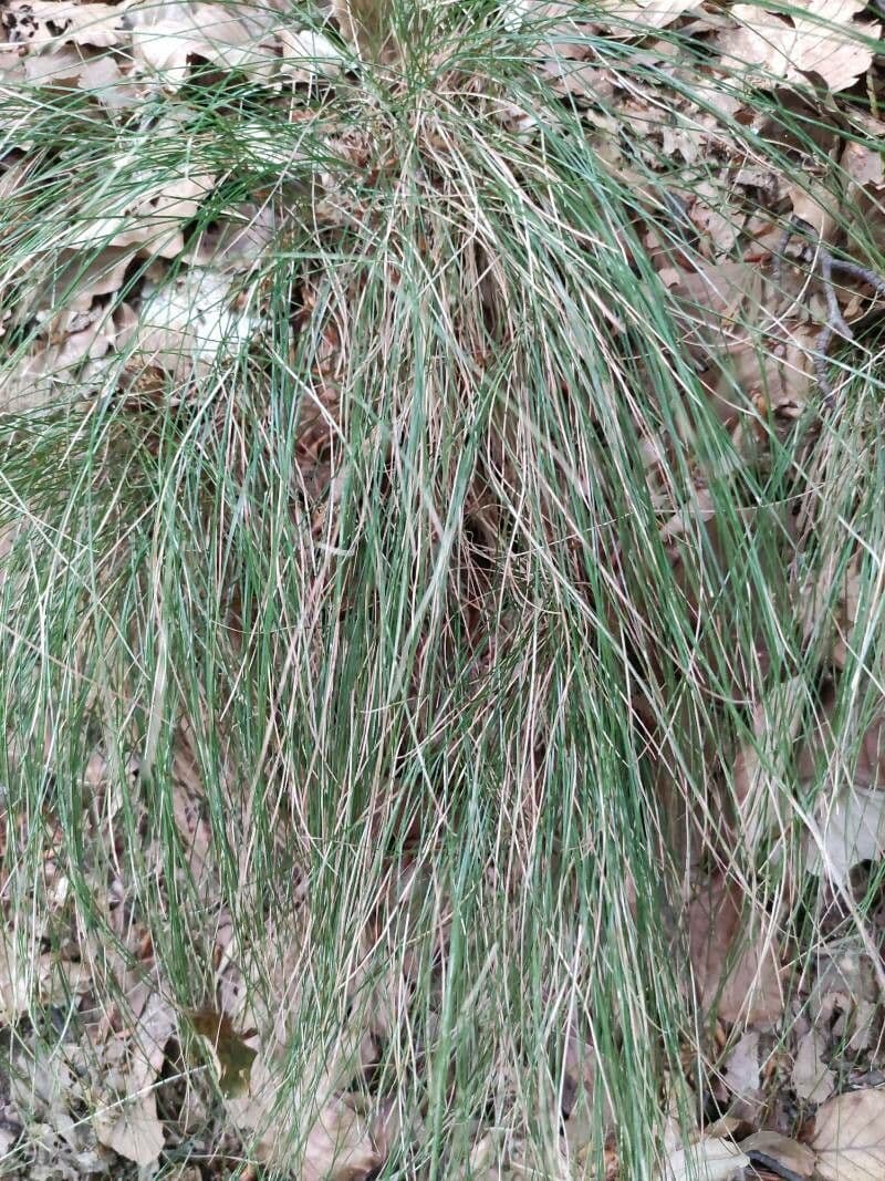 Festuca flavescens 14