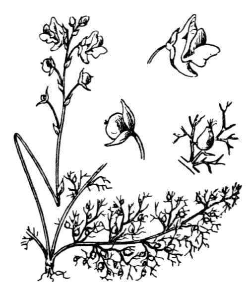 Utricularia común 18