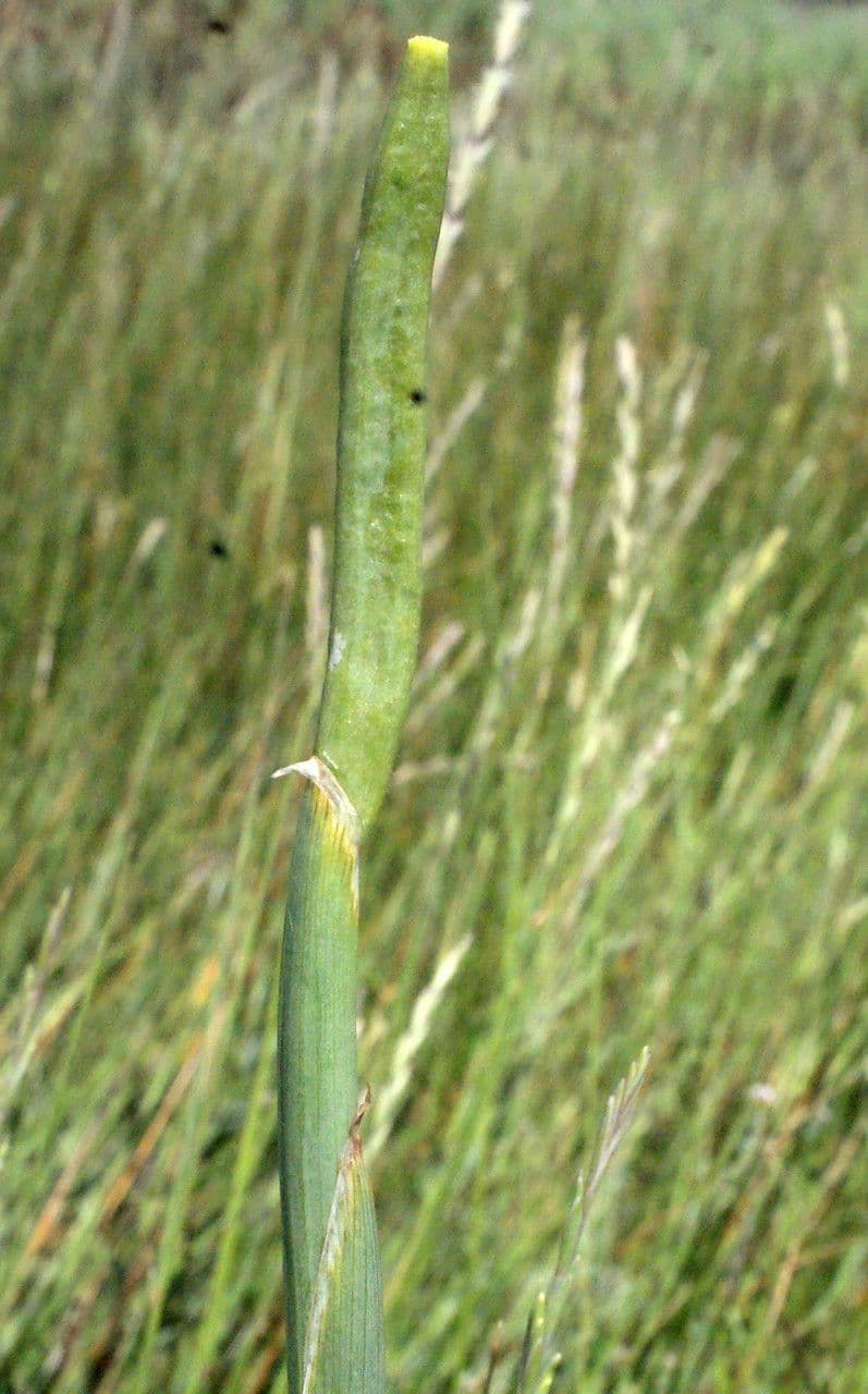 Iris xiphium 5