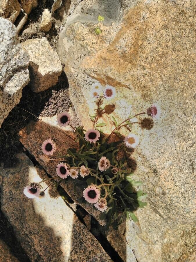 Erigeron alpino 19
