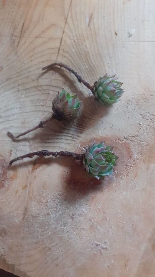 Semprevivo maggiore 28