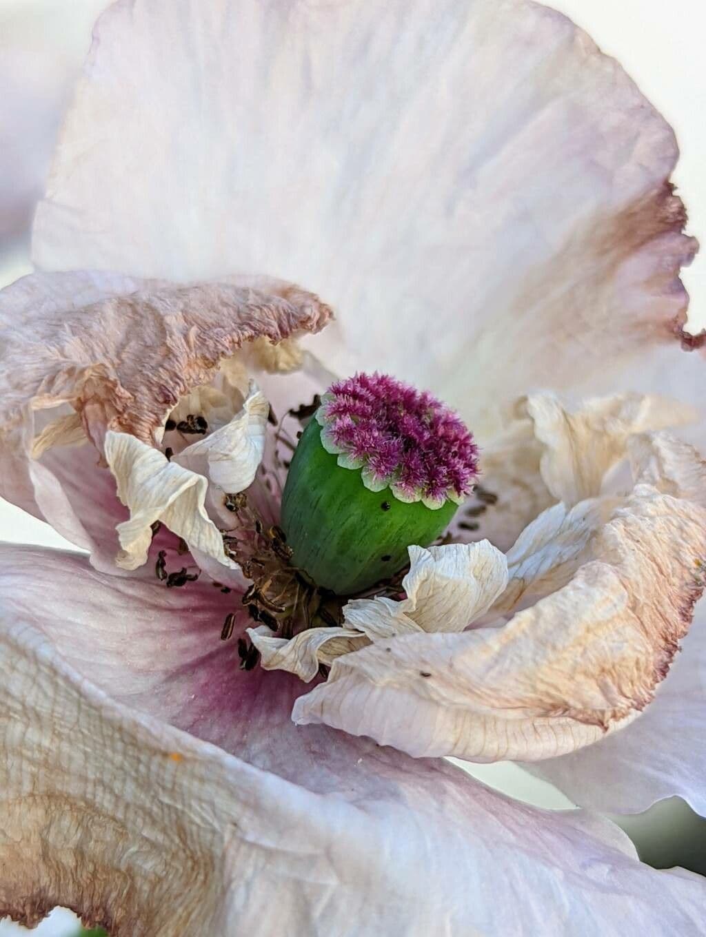 Klatschmohn 28