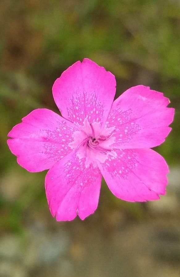 Pinks 2