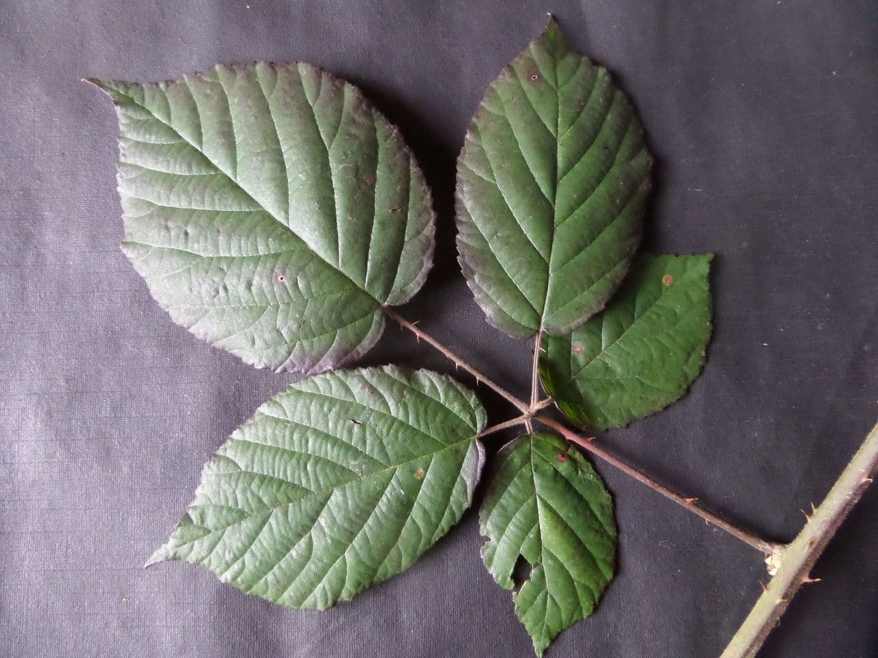 Großblättrige Brombeere 19