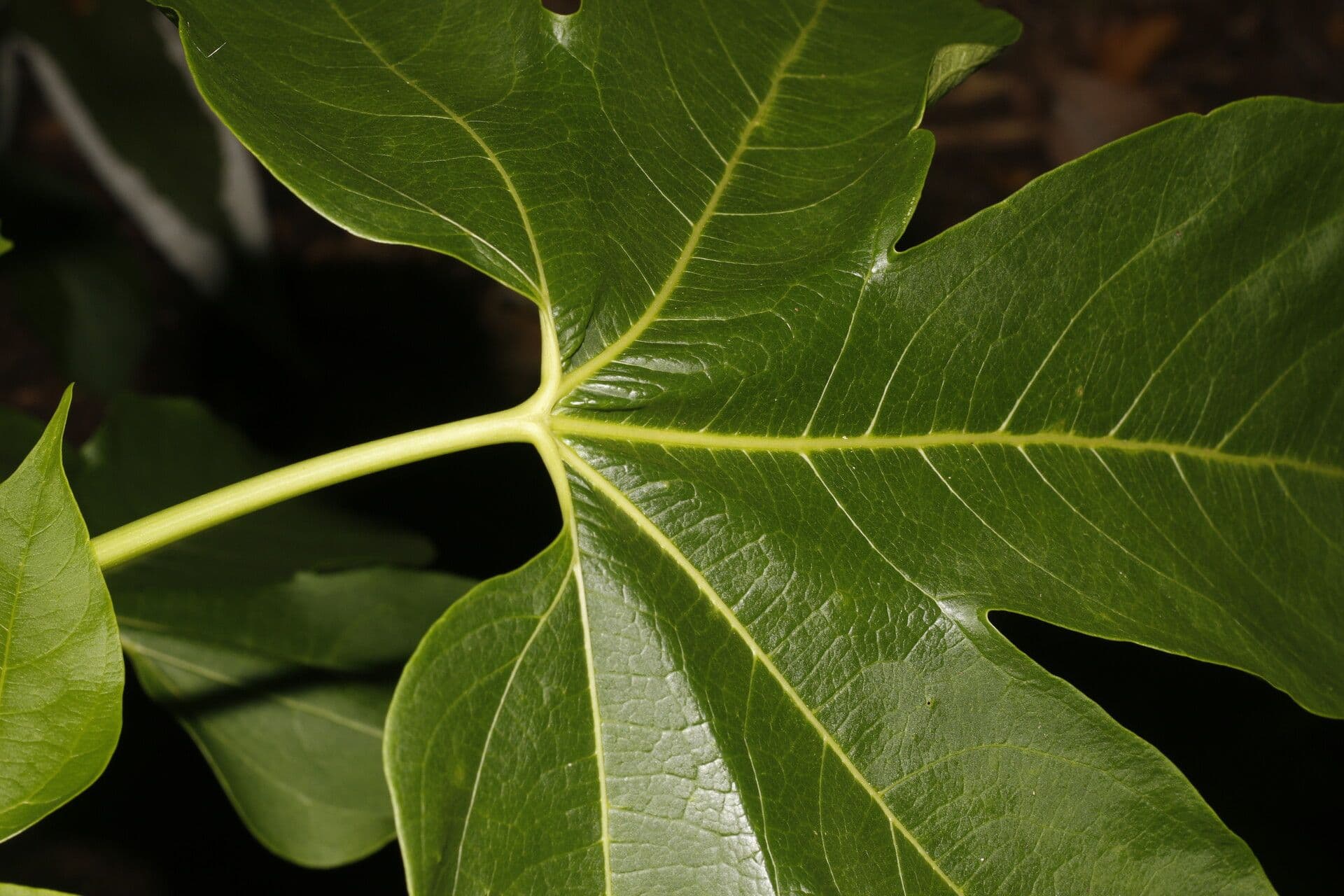 Gyrocarpus