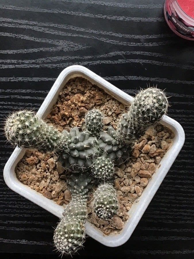 Echinocereus coccineus 23
