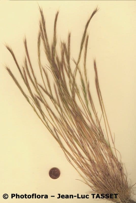 Vulpia ciliata 11