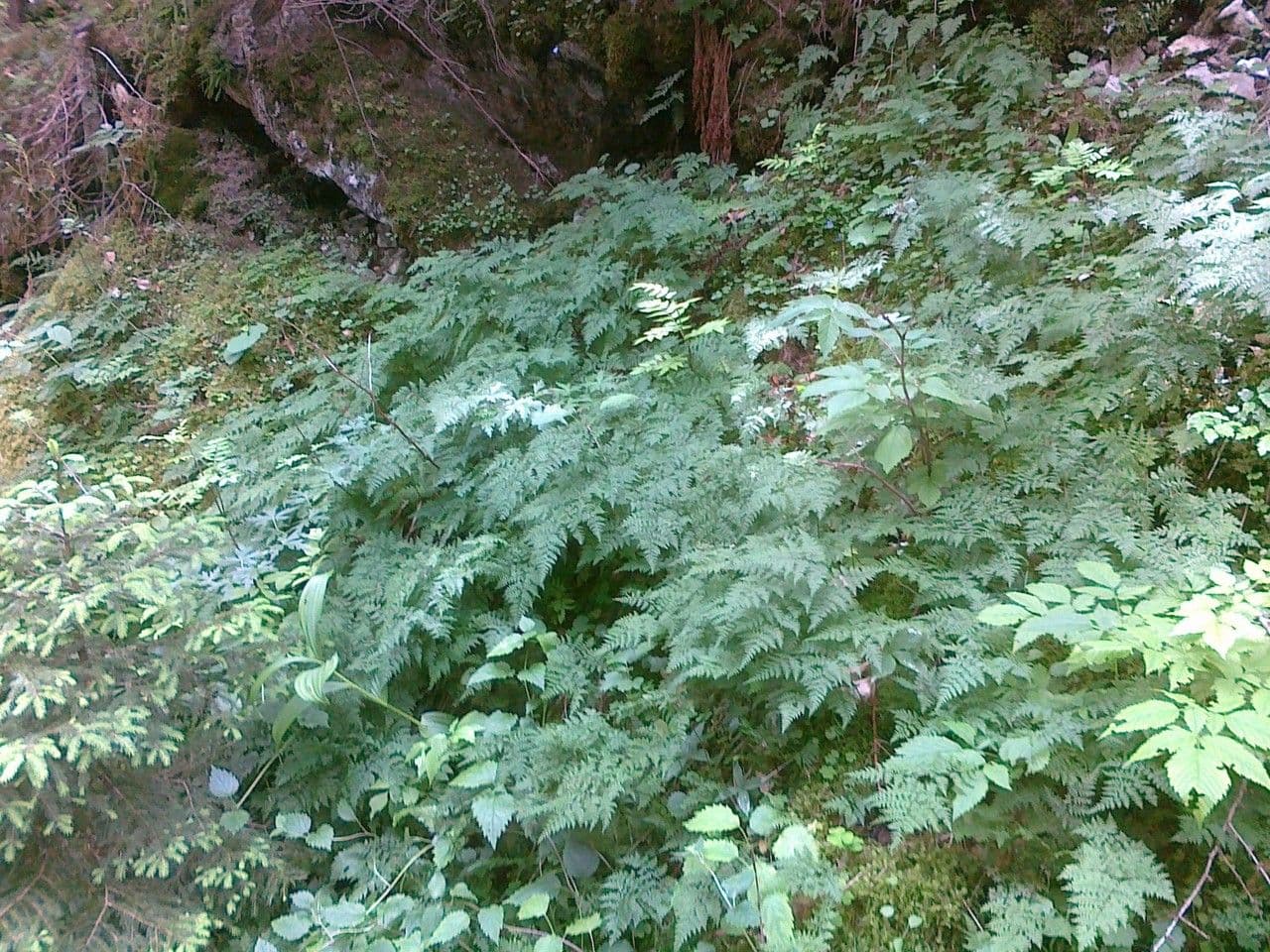 Cystopteris 2
