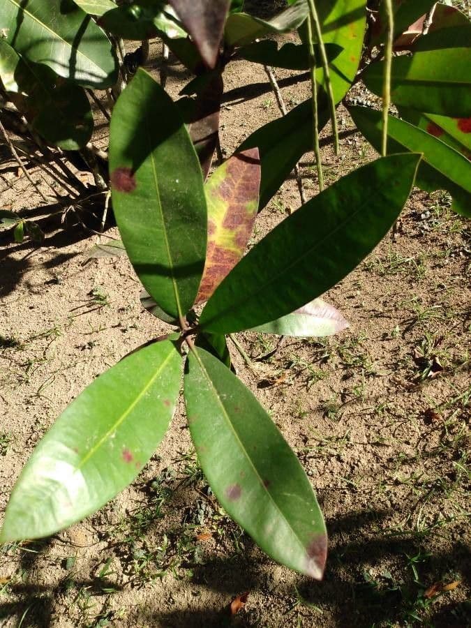 Ixora