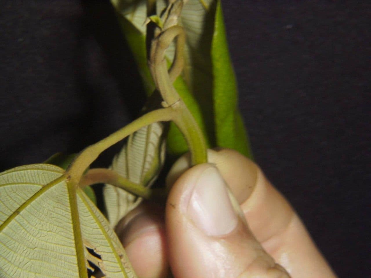 Apeiba 3
