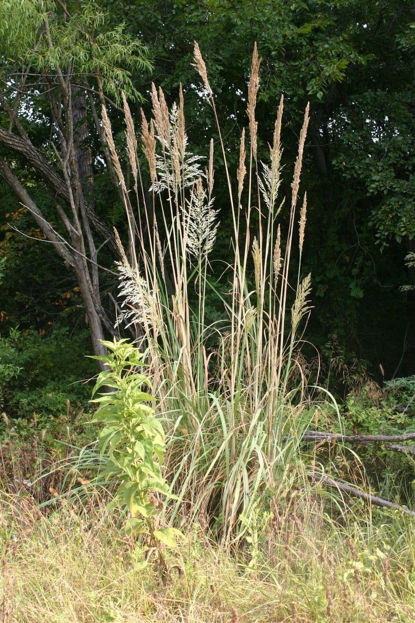 Saccharum 5