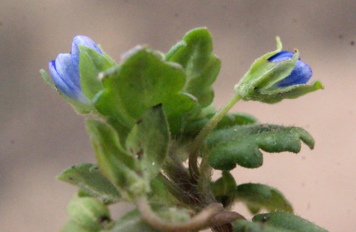 Veronica lucida 30