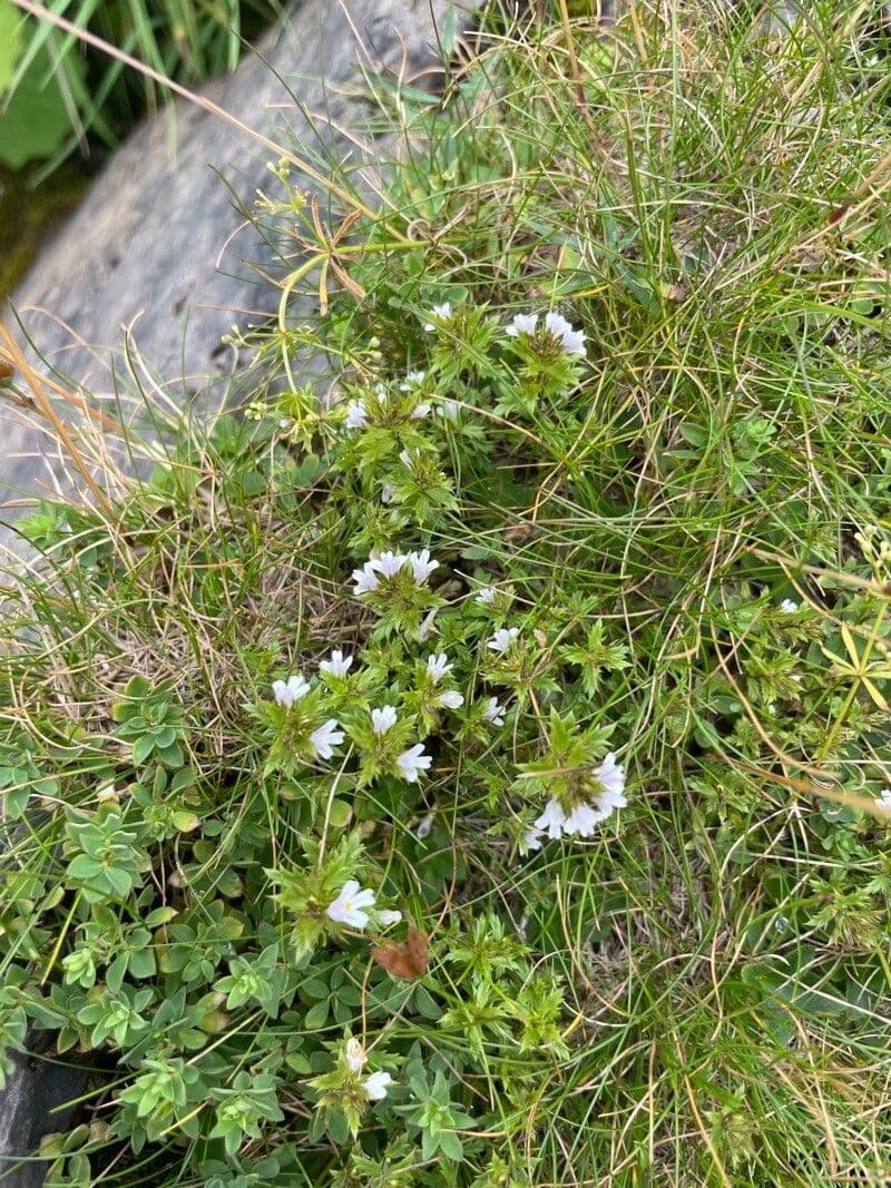 Irish eyebright 14