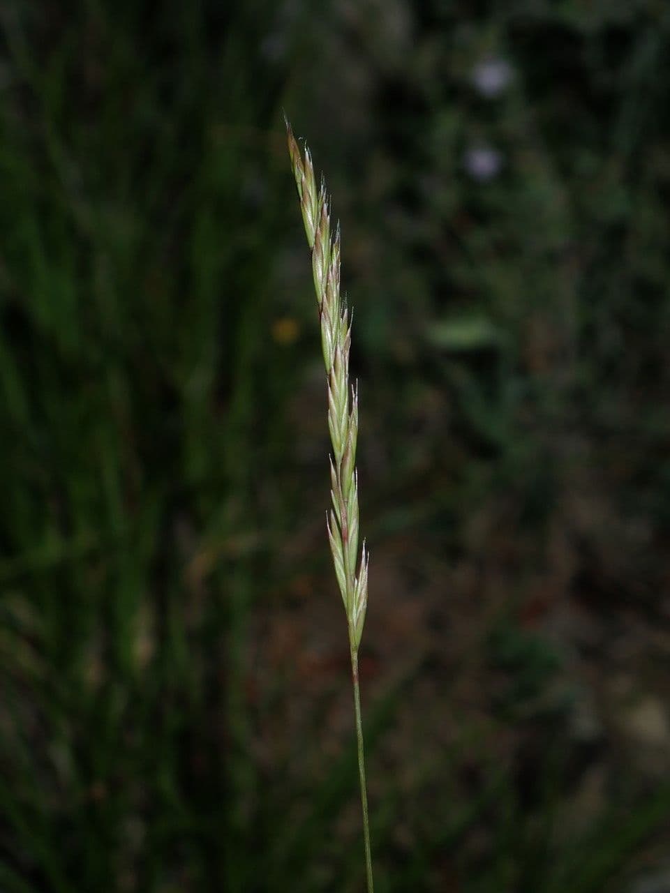 Festuca occitana 2