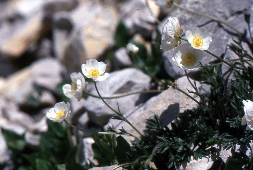 Ranuncolo di Sguier 15