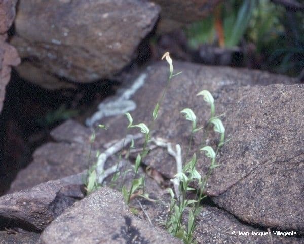 Pterostylis 6