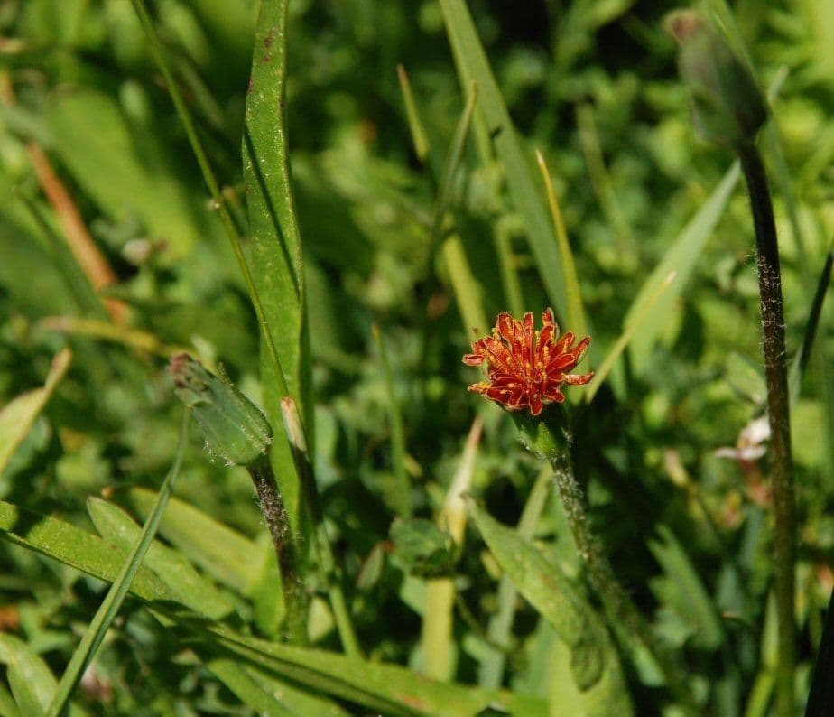 Orangefarbige Schafgarbe