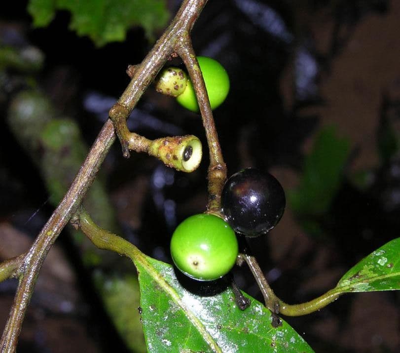 Ocotea leucoxylon 4