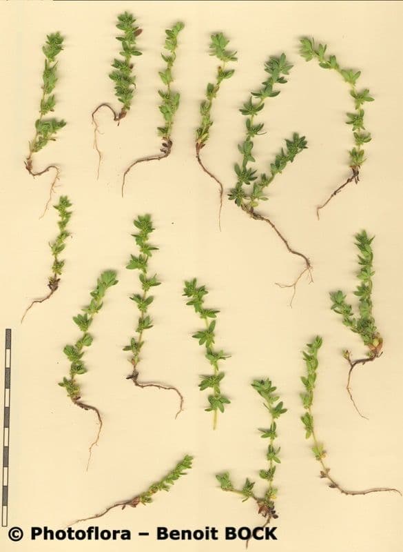 Paronichia spinosa 11