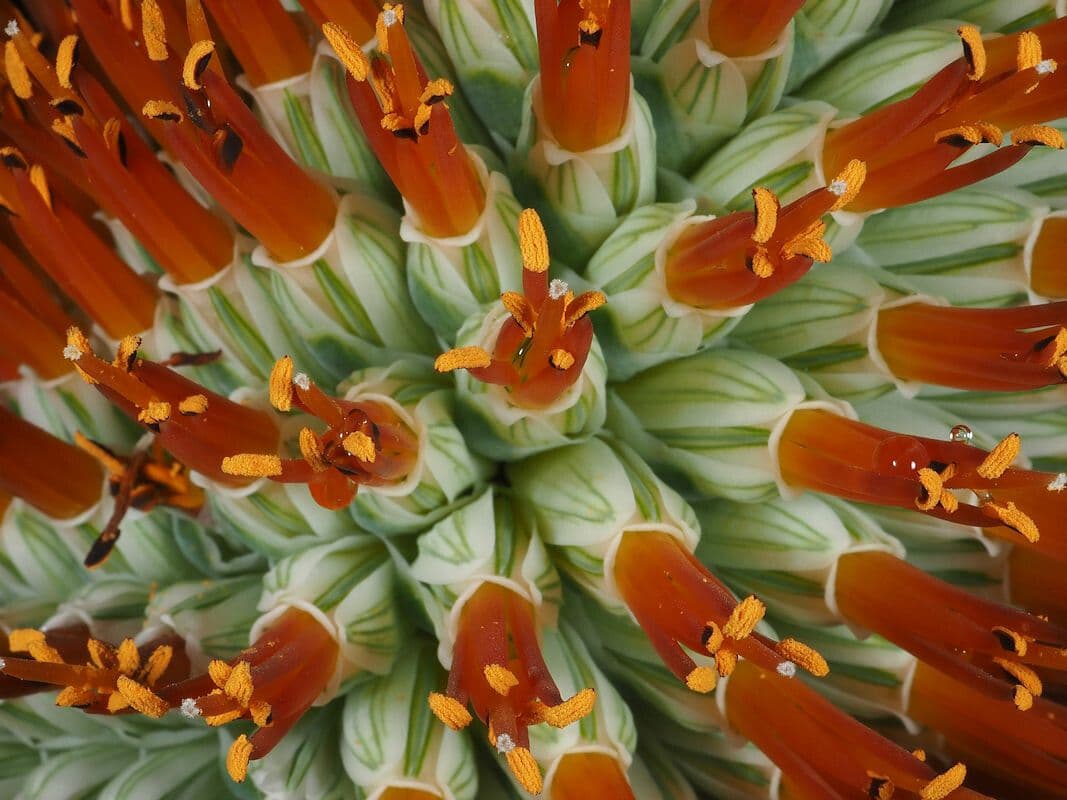 Aloe 4