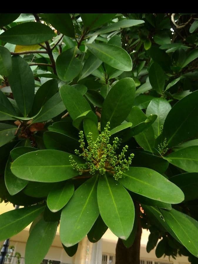 Karapofrucht 9
