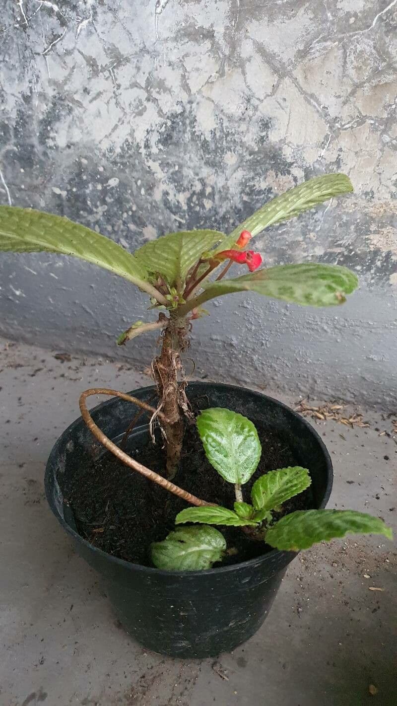 Episcia cupreata 19
