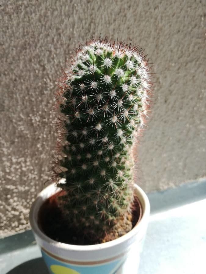 Igel-Grasbeutel 10