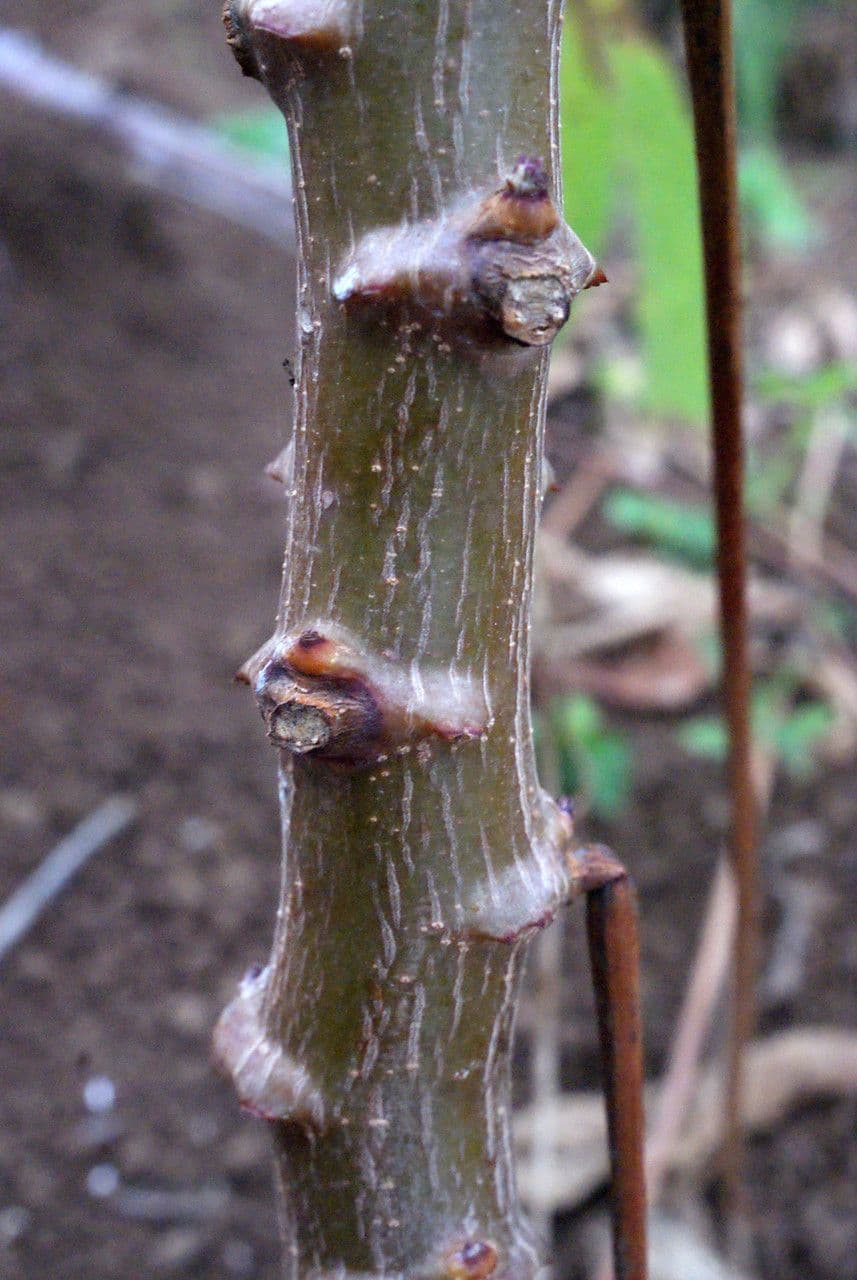 Zanthoxylum 13
