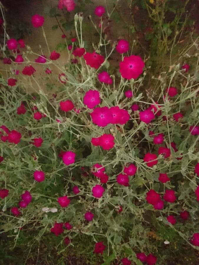 Silene coronaria 24