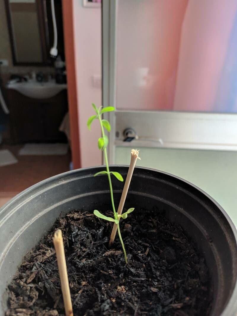 Soczewica jadalna 18